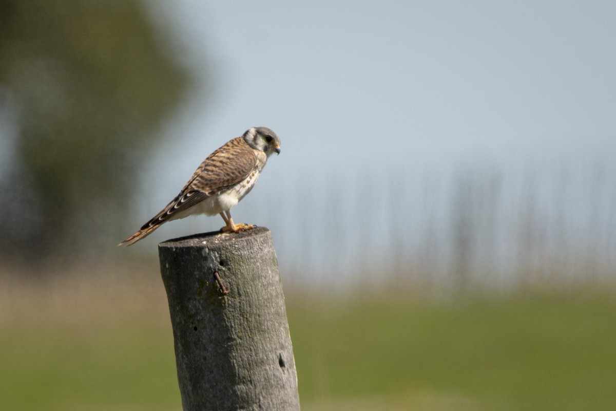 American Kestrel - ML640618781