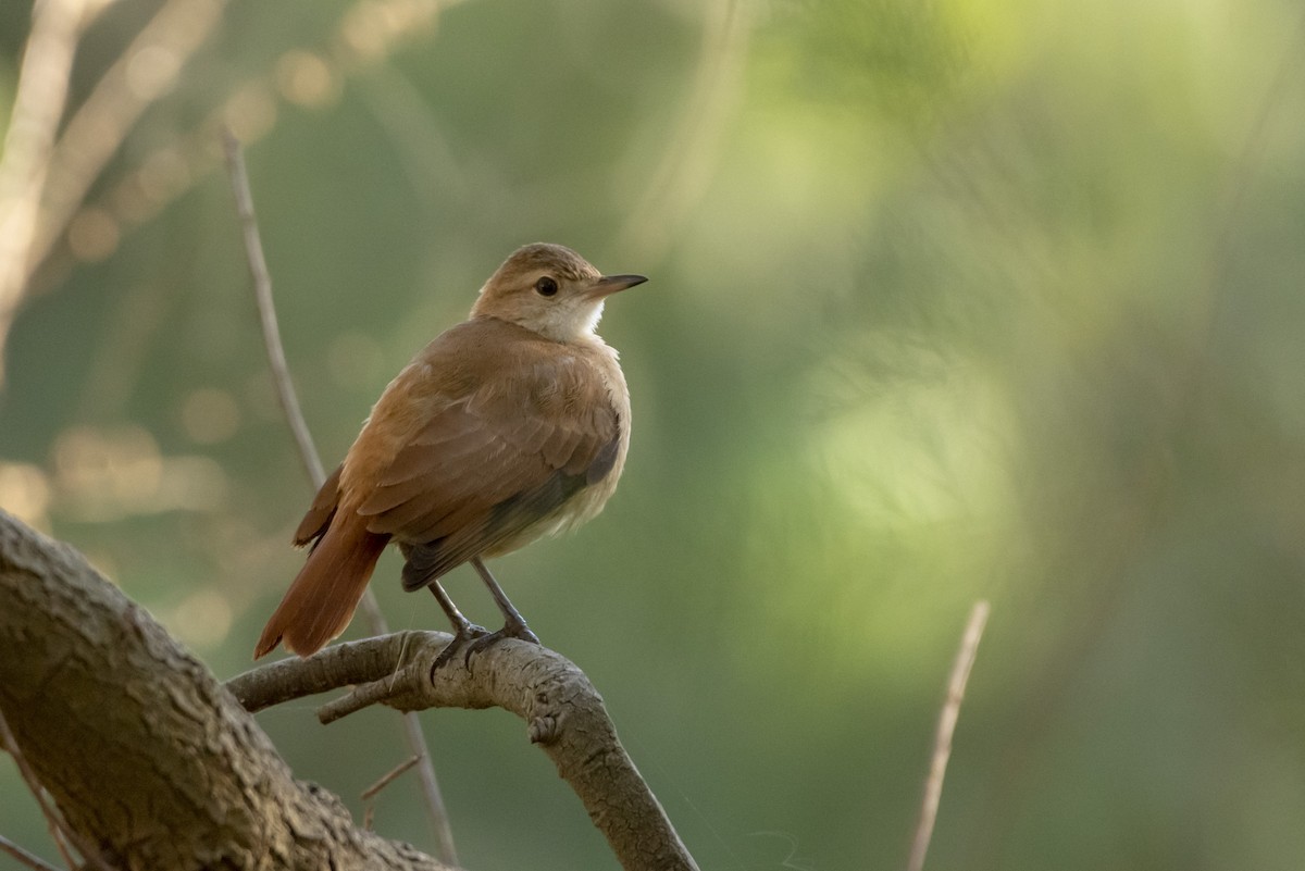 Rufous Hornero - ML640618792