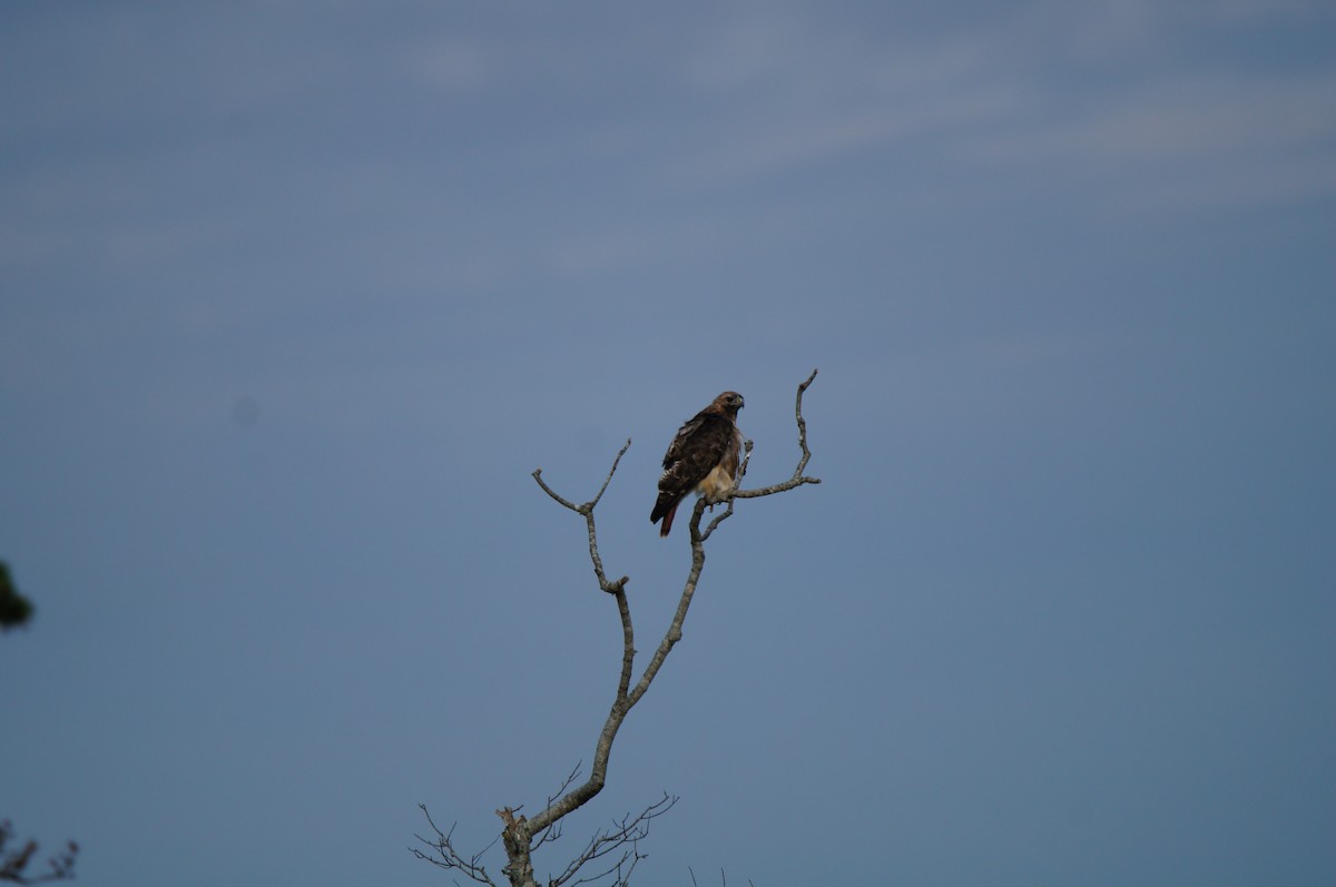 Red-tailed Hawk (borealis) - ML640618806