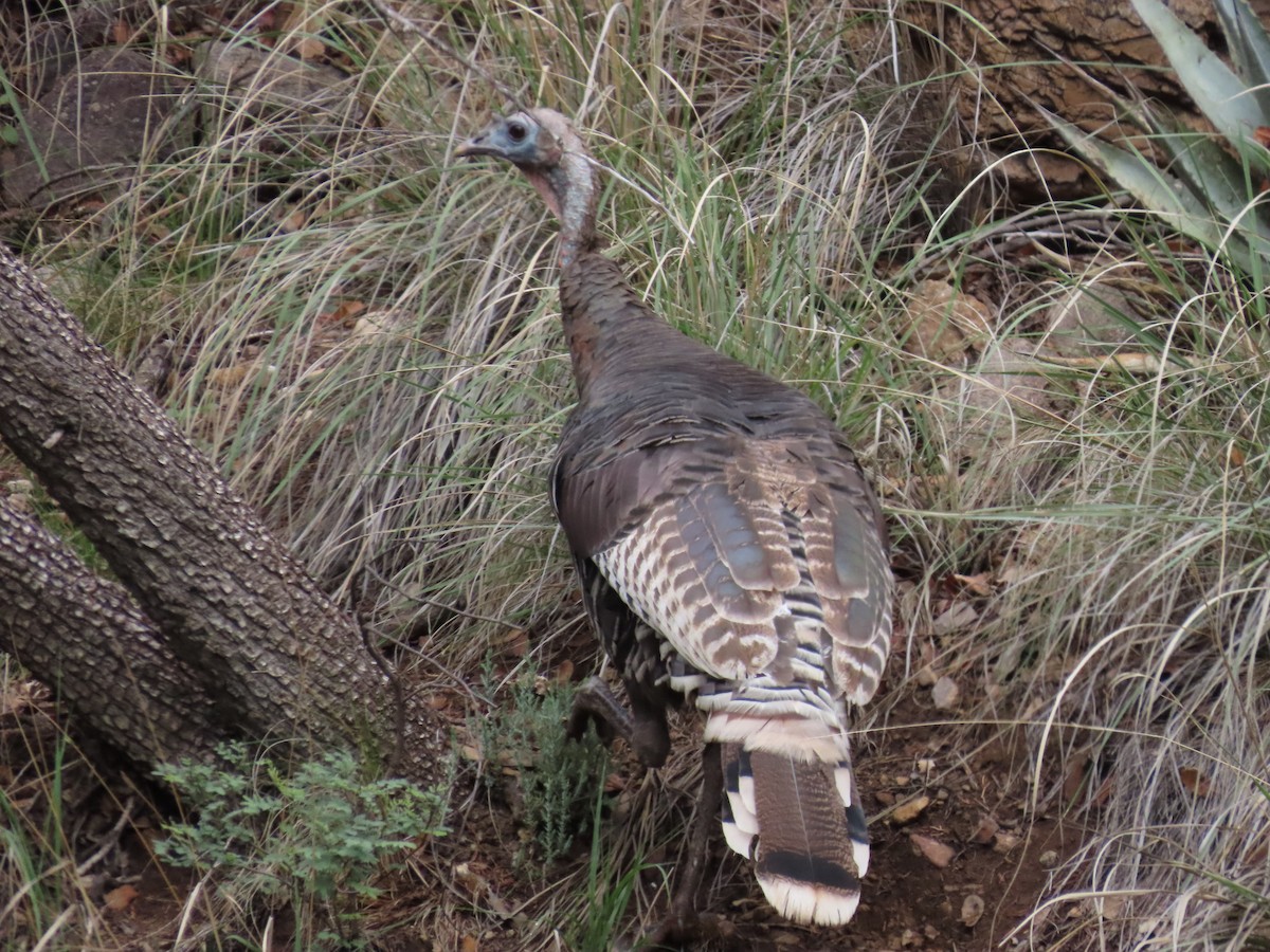 Wild Turkey - ML640618822