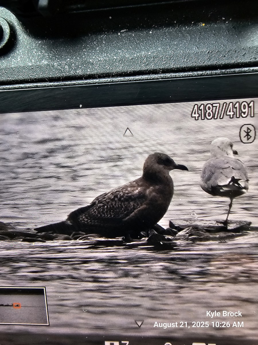 American Herring Gull - ML640618833
