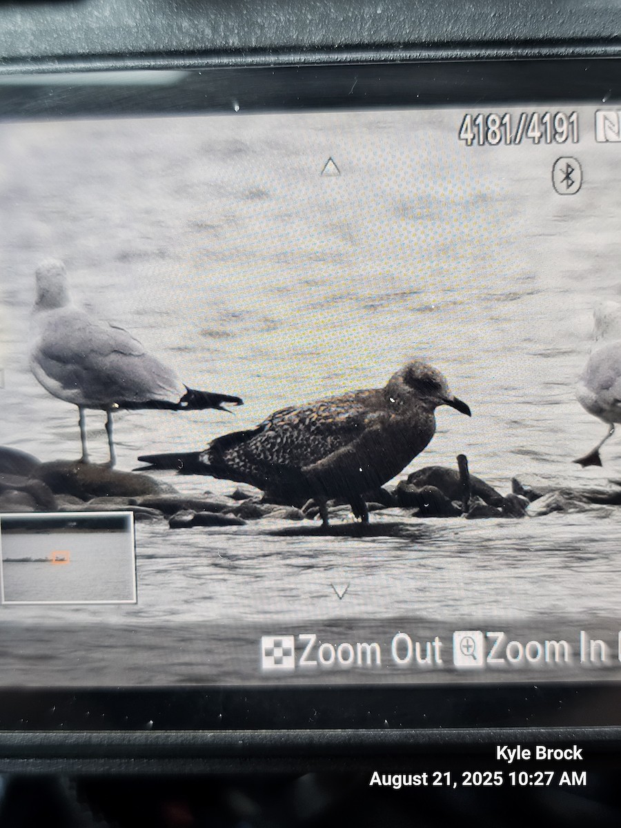 American Herring Gull - ML640618834