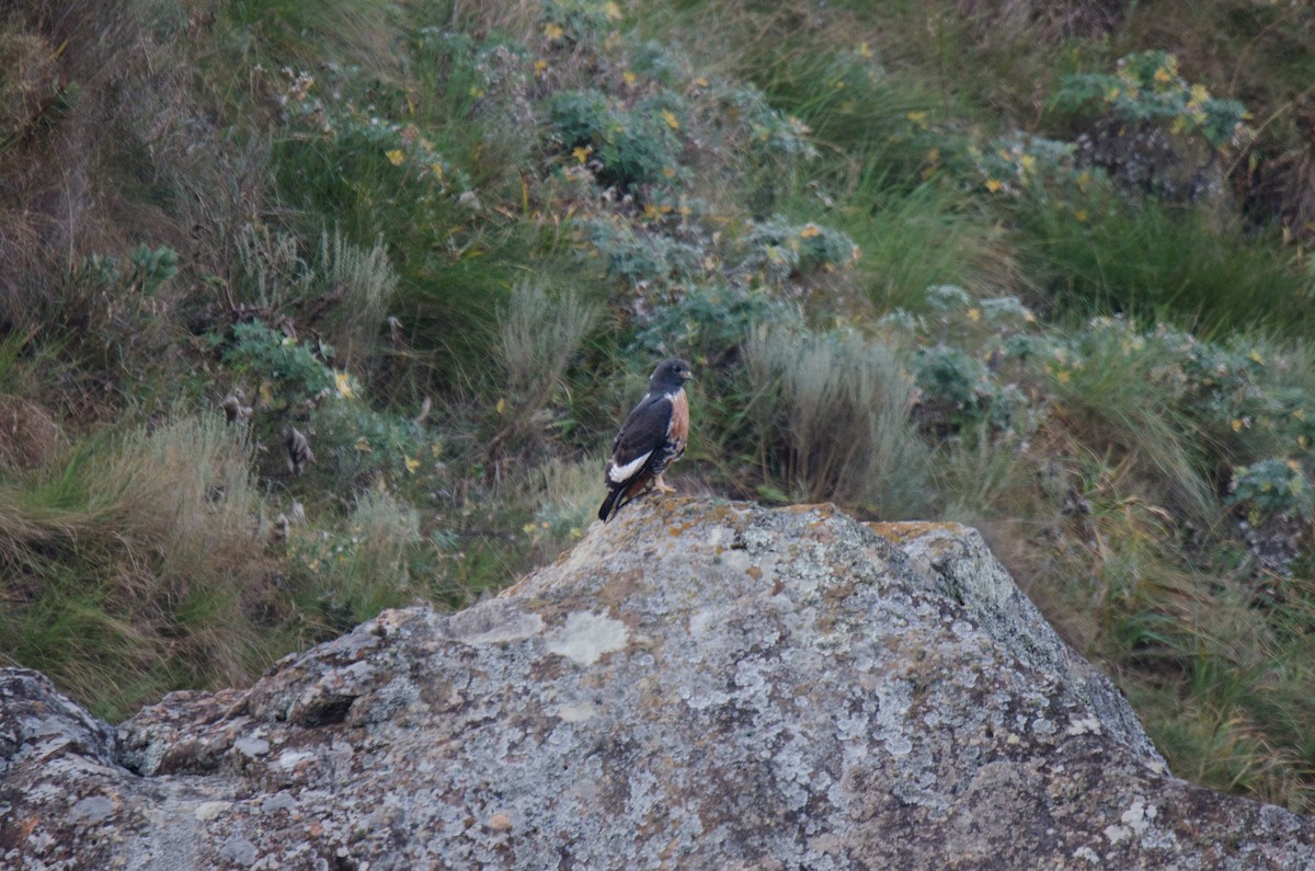 Jackal Buzzard - ML640618835