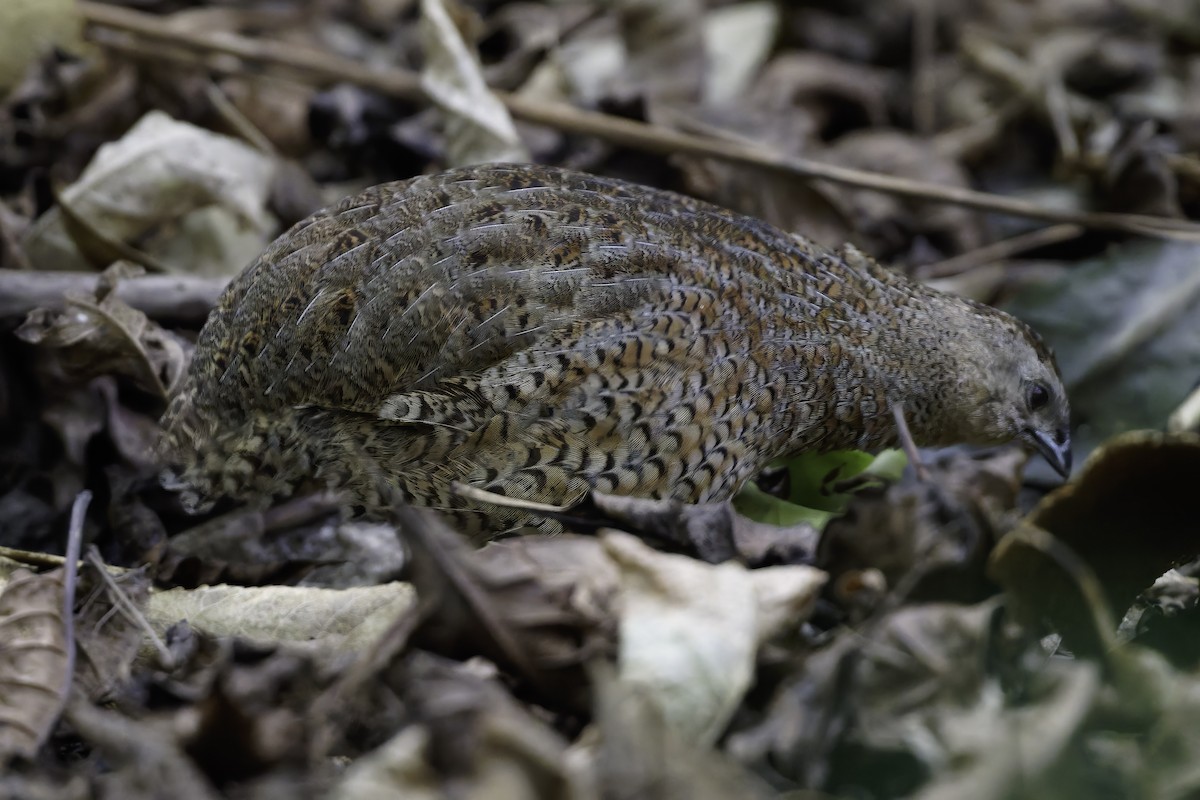 Tasmanienwachtel - ML640618865