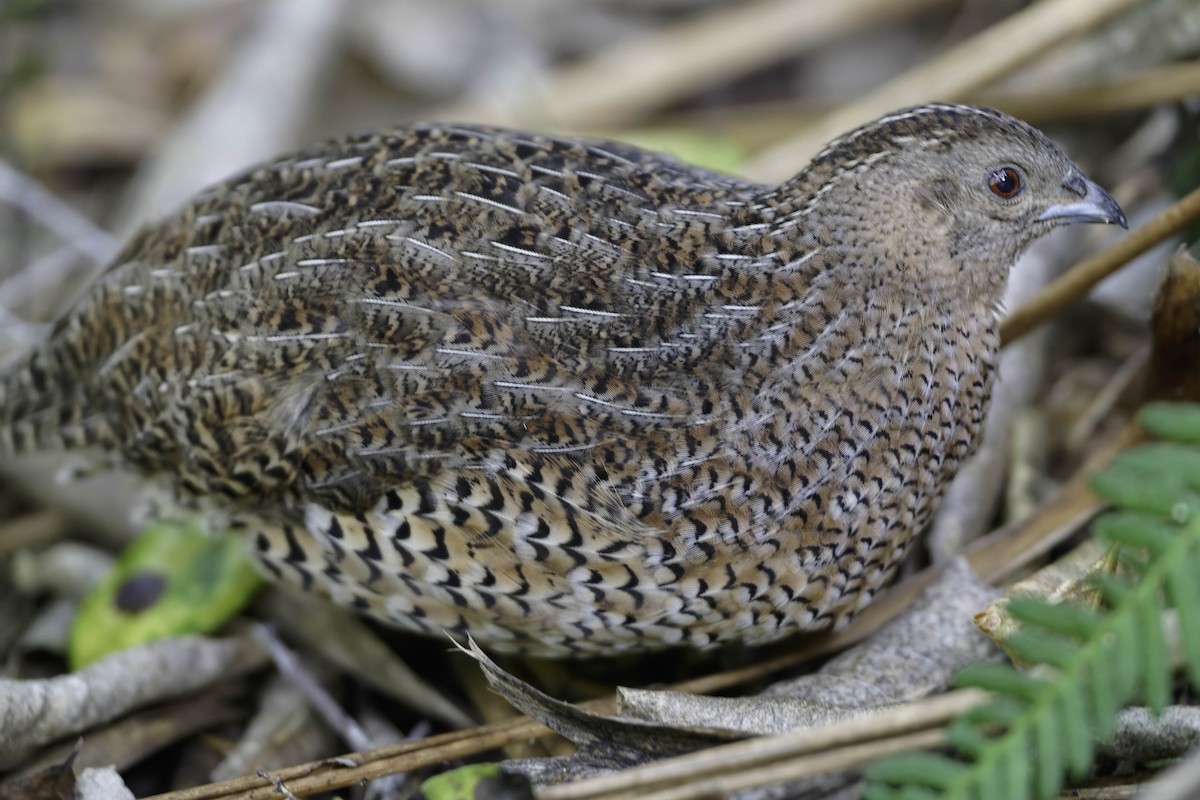 Tasmanienwachtel - ML640618866