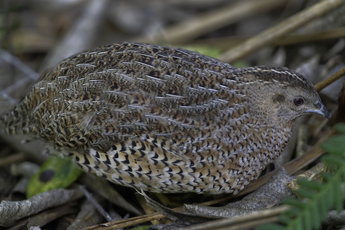 Tasmanienwachtel - ML640618868