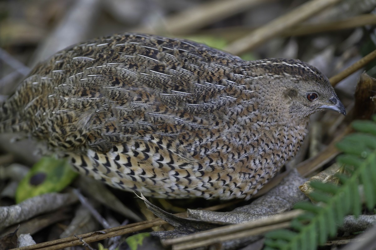 Tasmanienwachtel - ML640618869