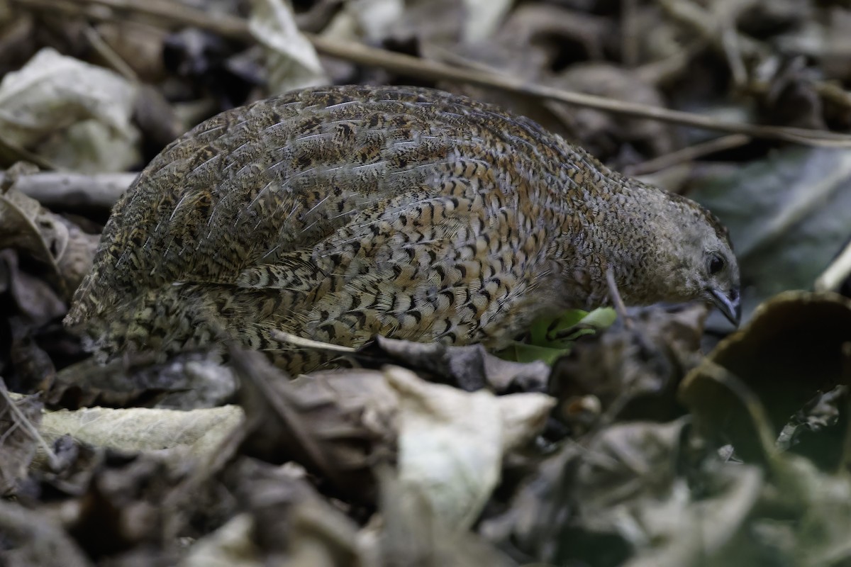 Tasmanienwachtel - ML640618870