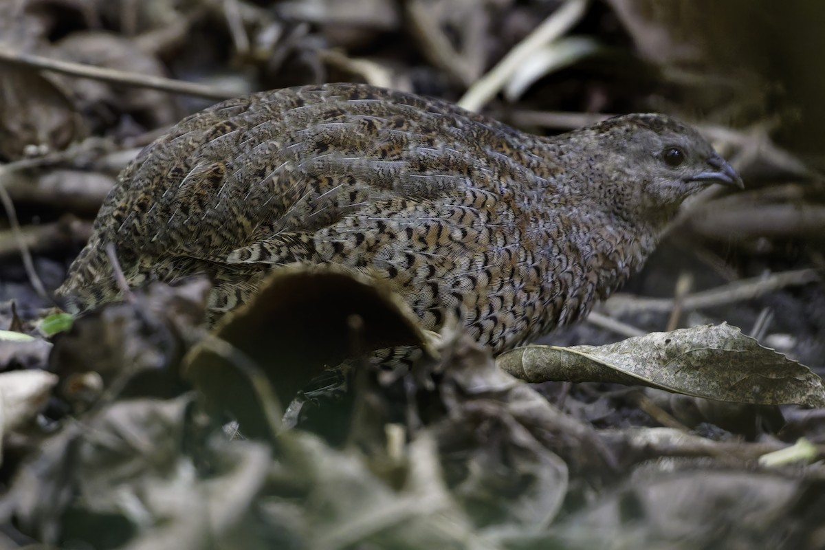 Tasmanienwachtel - ML640618871