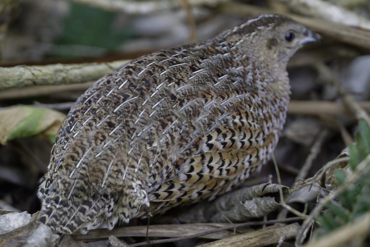 Tasmanienwachtel - ML640618874