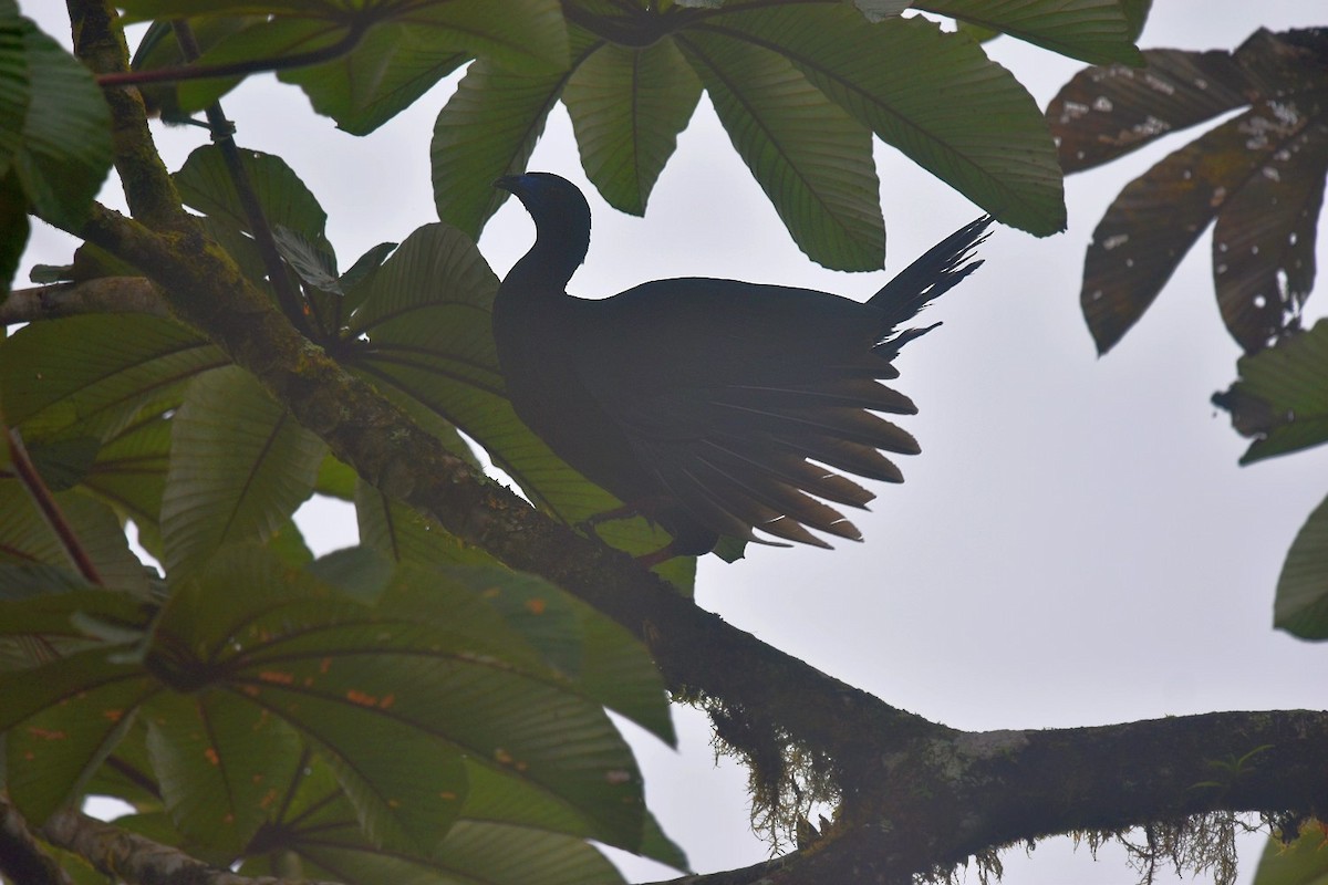 Schwarzguan - ML640618889