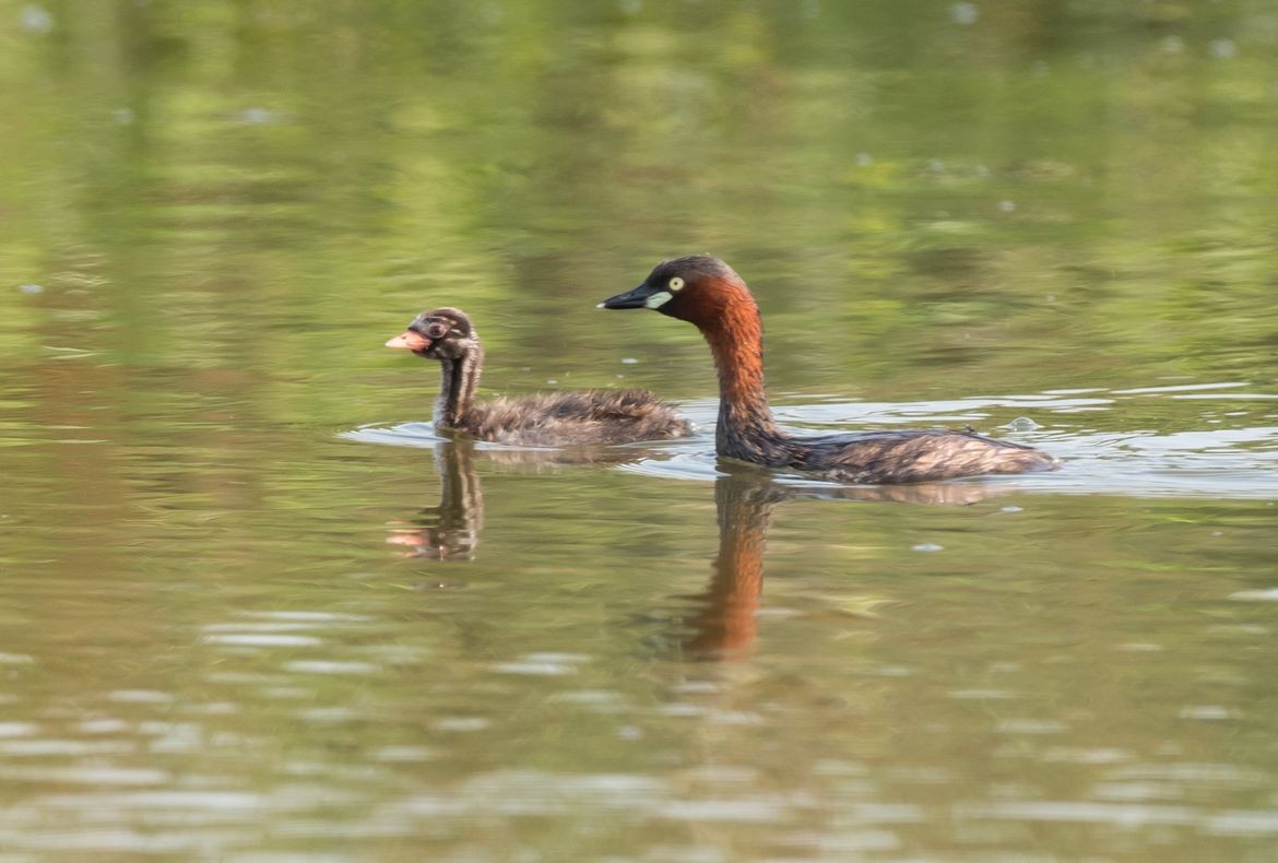 Little Grebe - ML64061891