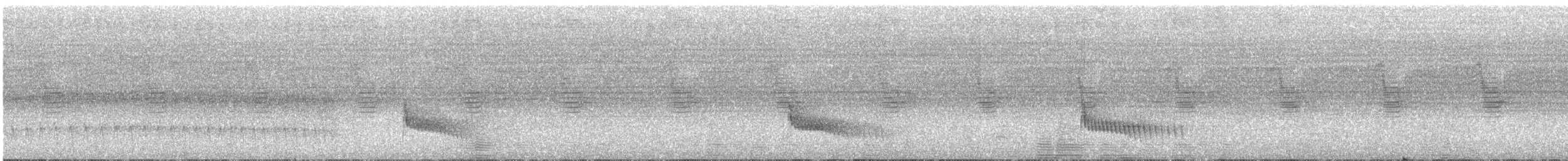 Batara moucheté - ML640618944