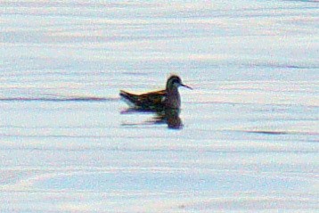 lyskonoh úzkozobý - ML640618954