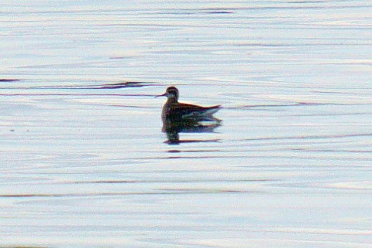 lyskonoh úzkozobý - ML640618955