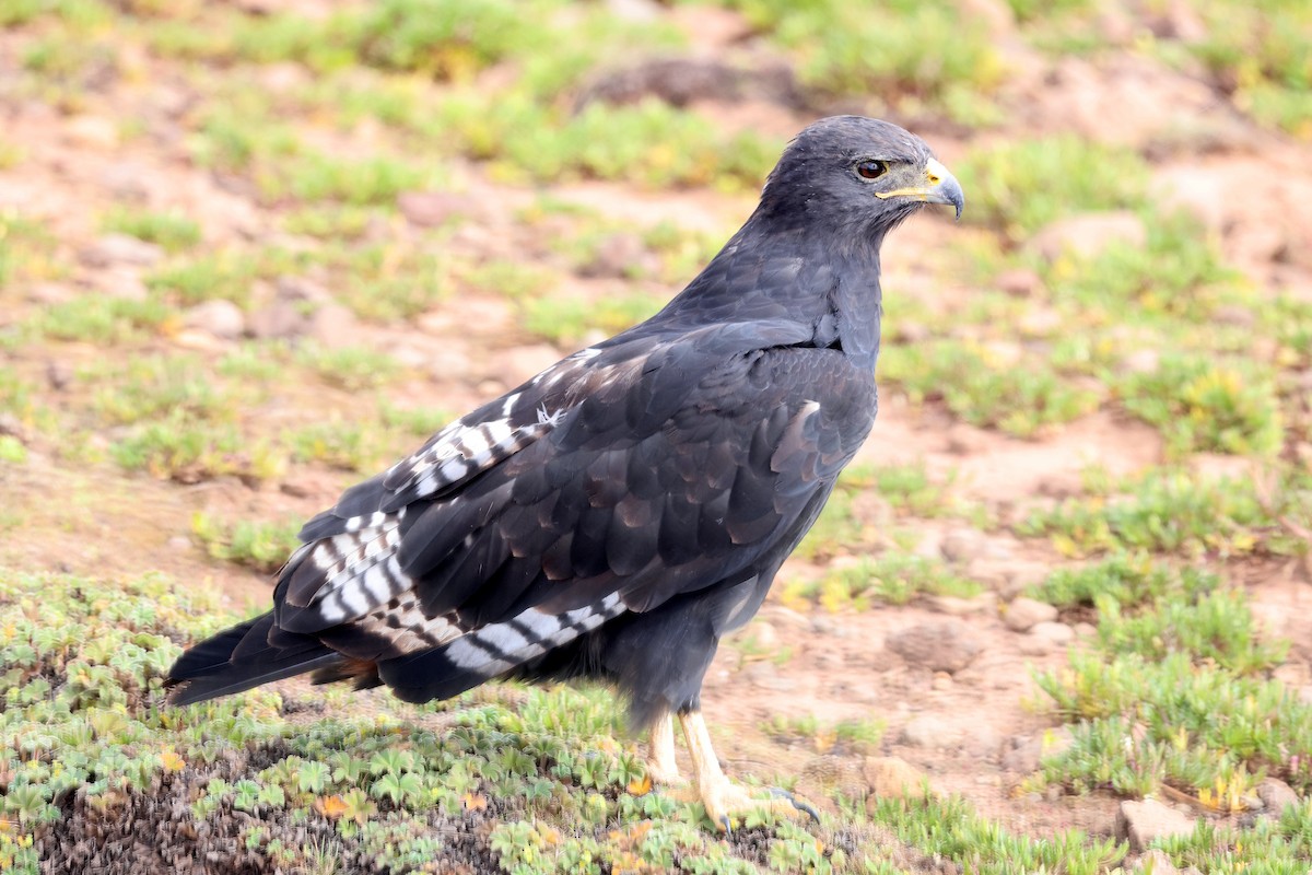 Busardo Augur Oriental - ML640618988