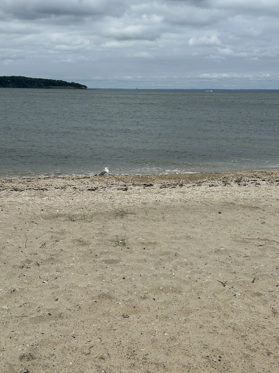 Ring-billed Gull - ML640619028