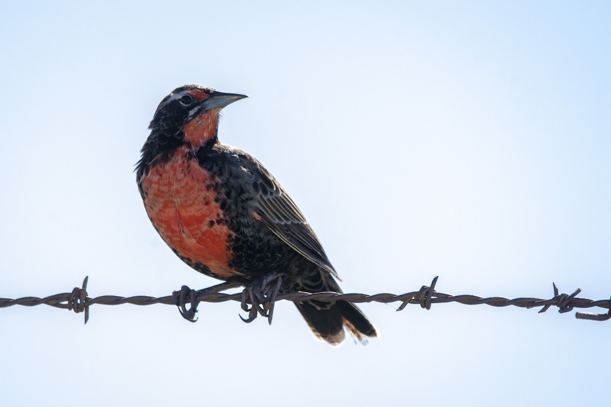 Long-tailed Meadowlark - ML640619046