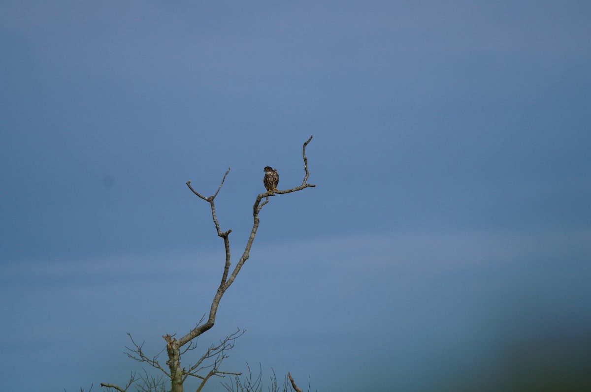 Merlin (Taiga) - ML640619066