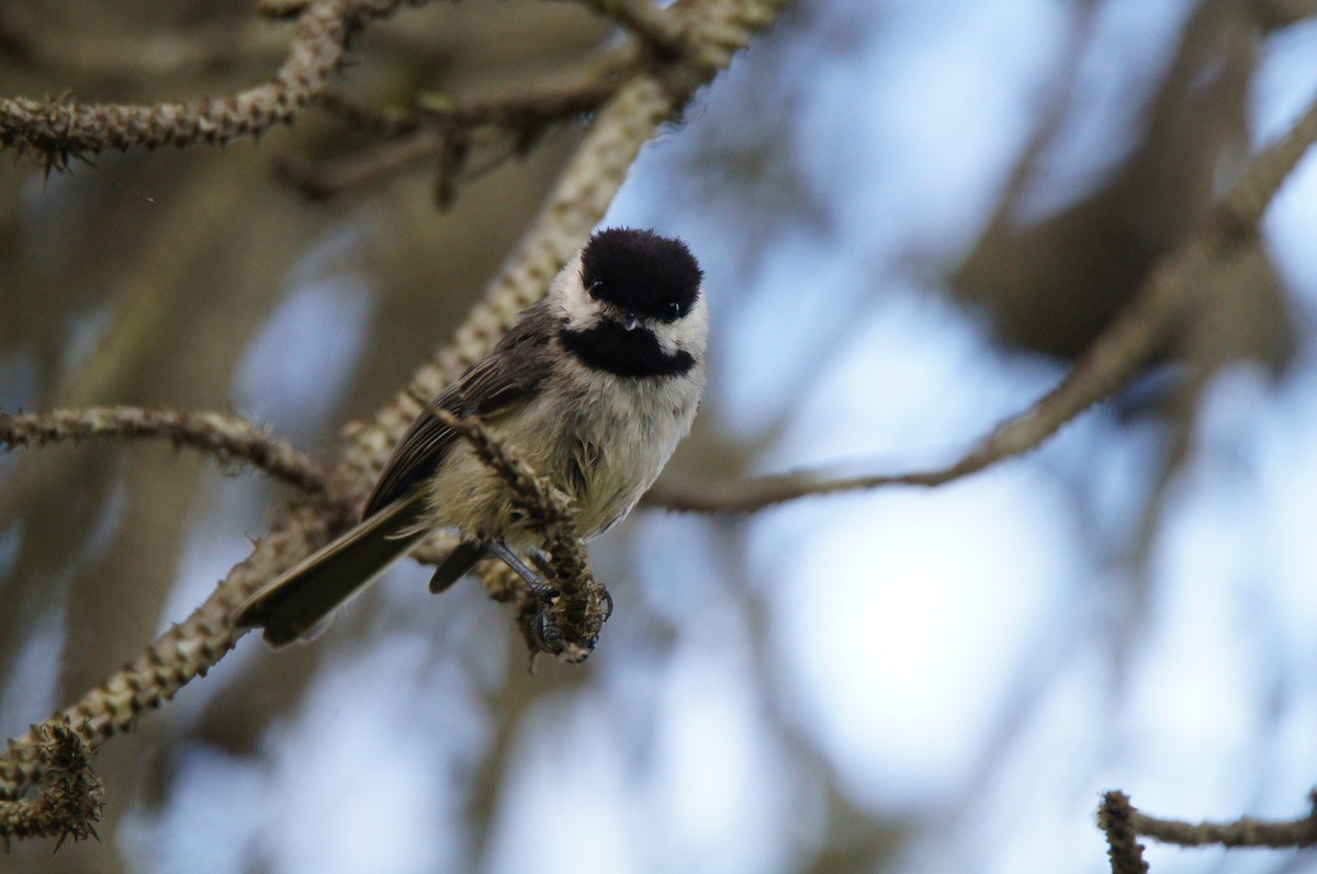 Black-capped Chickadee - ML640619067