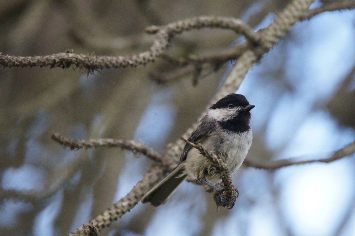 Black-capped Chickadee - ML640619070
