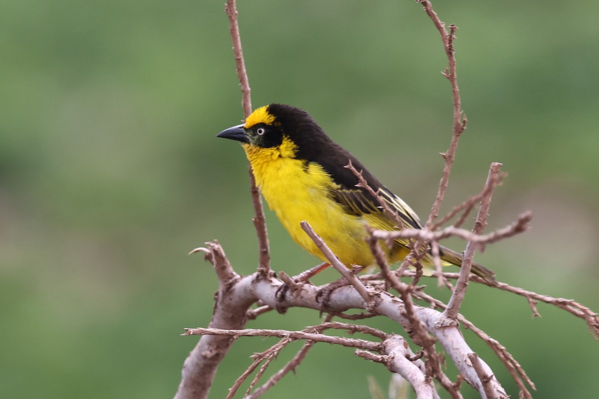 Tejedor Baglafecht - ML640619078