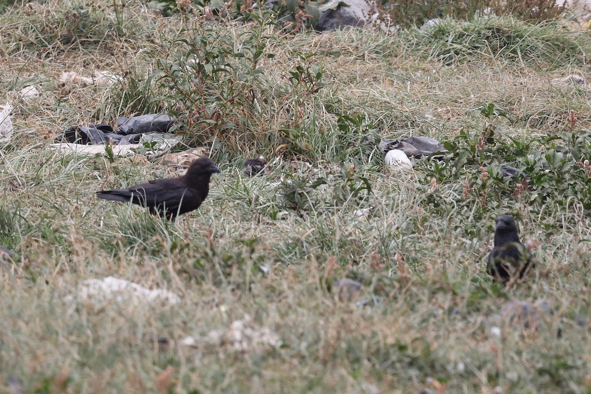 Cuervo Etíope - ML640619092