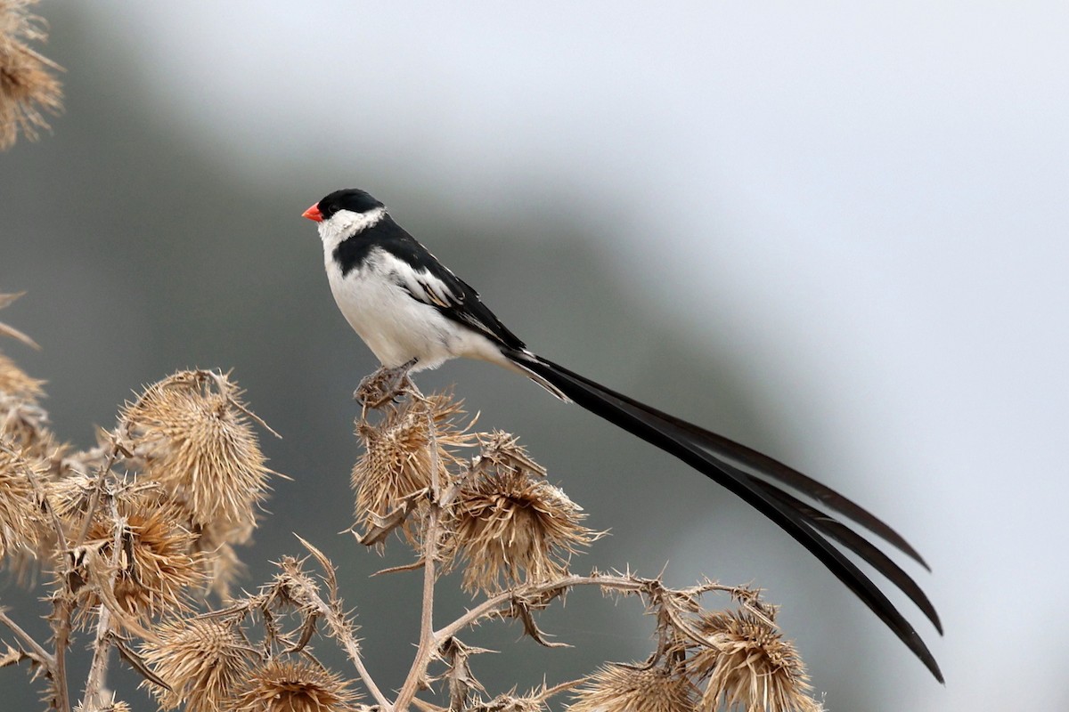 Viuda Colicinta - ML640619101