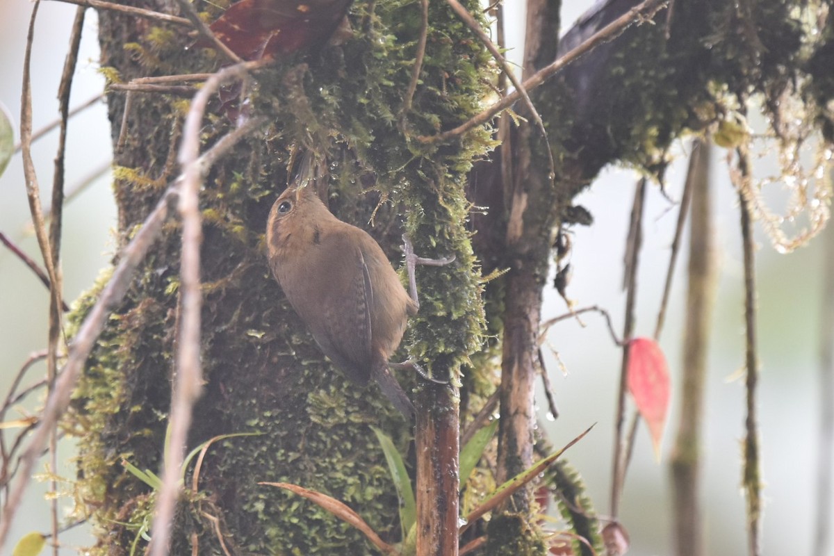 Ochraceous Wren - ML640619158
