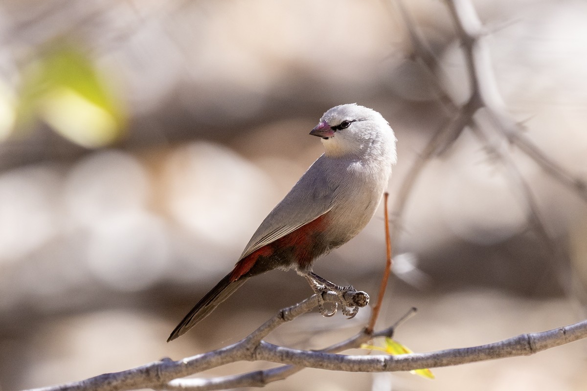 Cinderella Waxbill - ML640619179