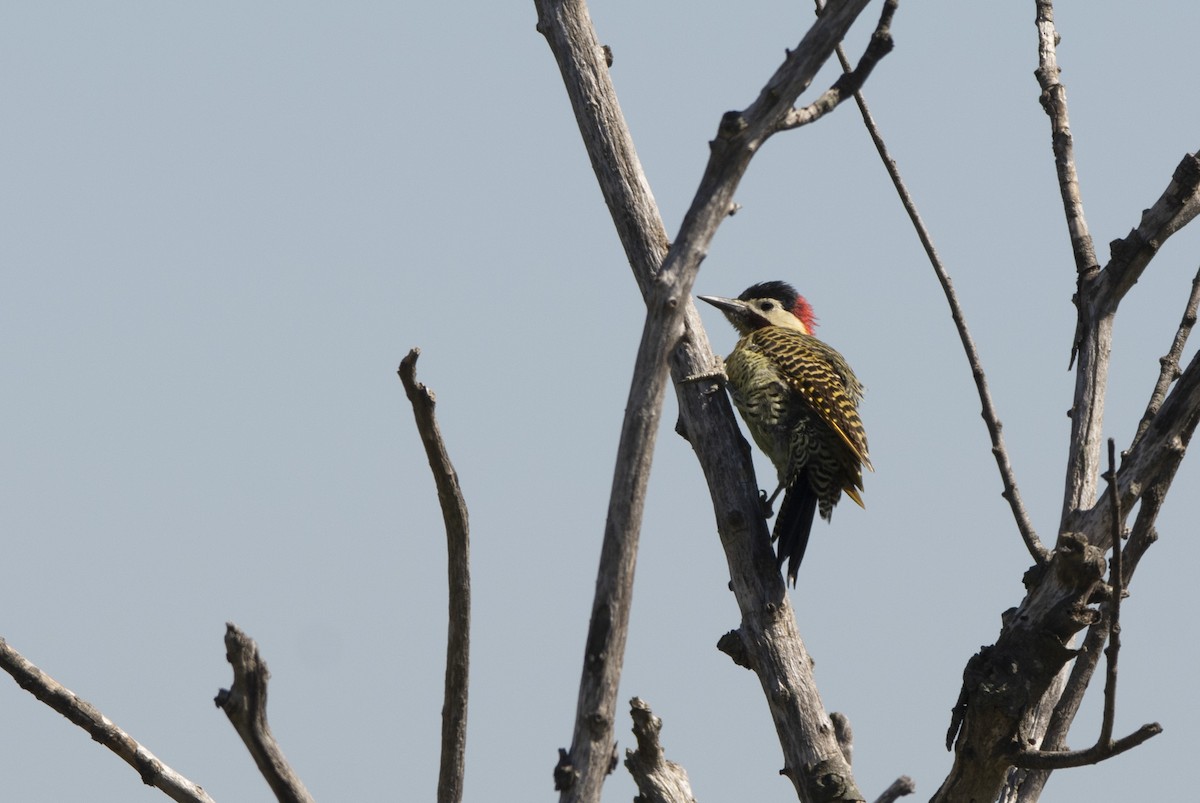 Green-barred Woodpecker - ML640619195