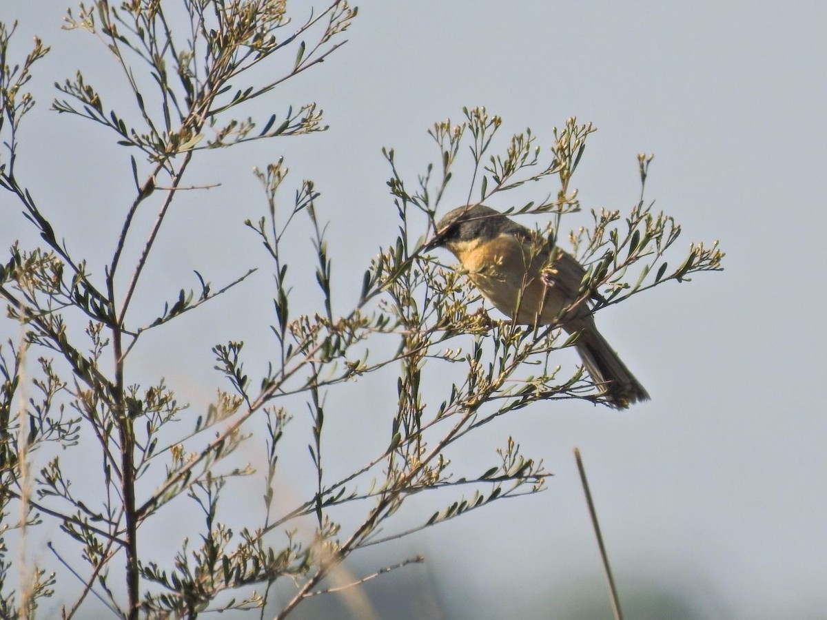 Long-tailed Reed Finch - ML640619212