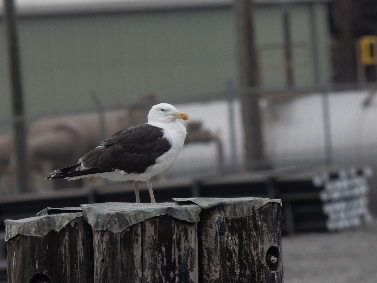 Great Black-backed Gull - ML640619235