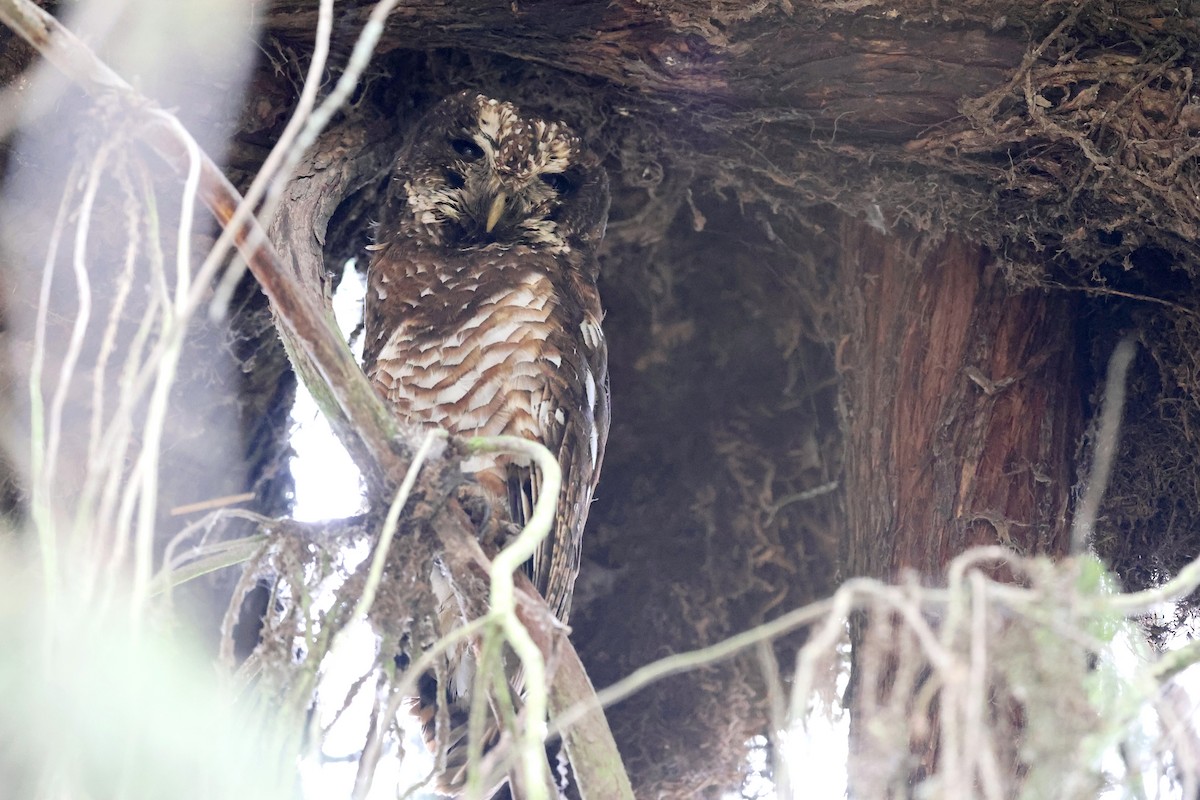 African Wood-Owl - ML640619236