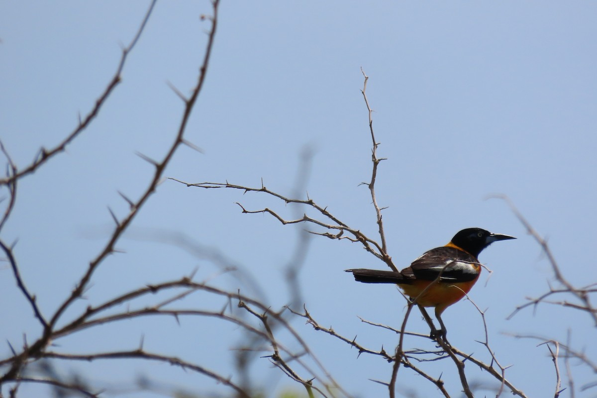 Venezuelan Troupial - ML640619249