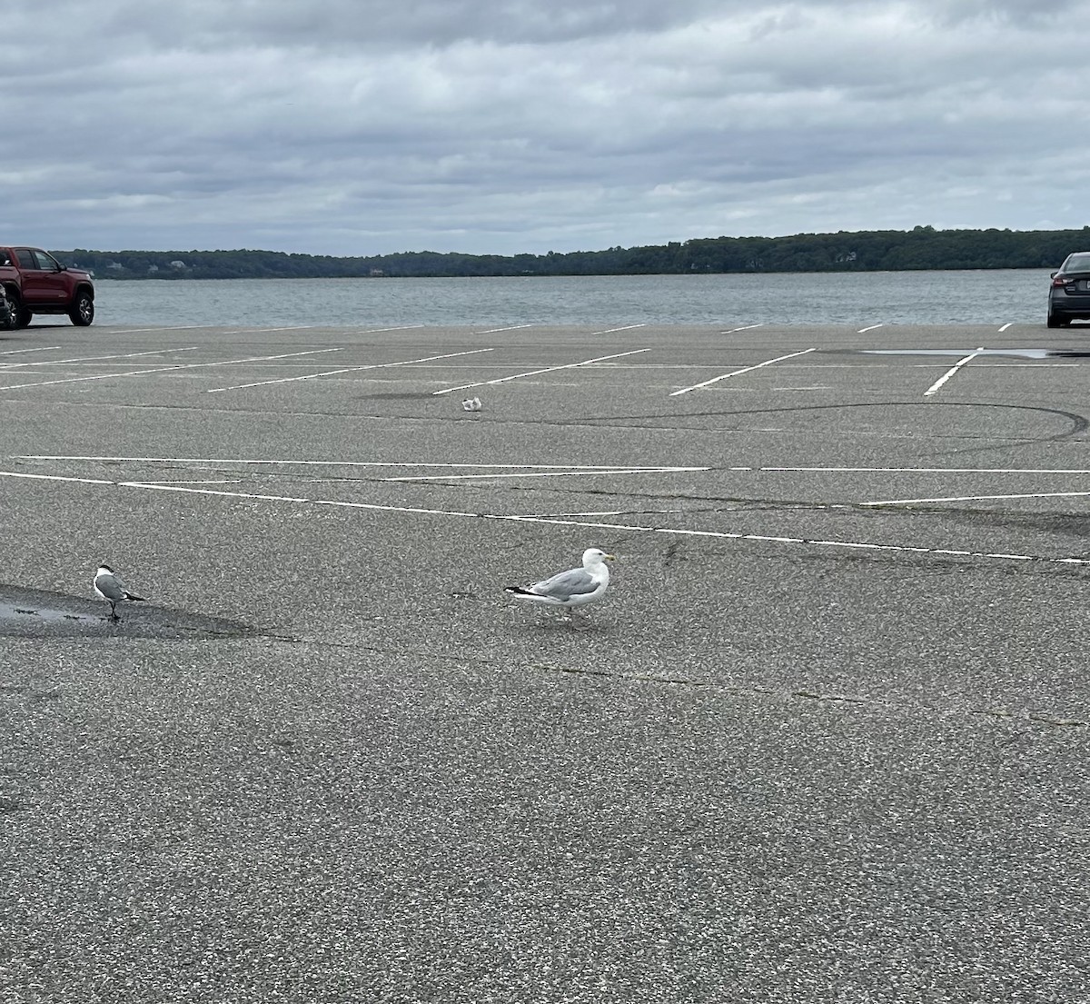 American Herring Gull - ML640619258