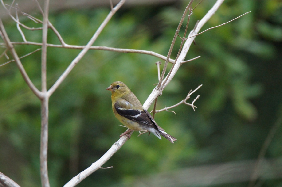 American Goldfinch - ML640619266