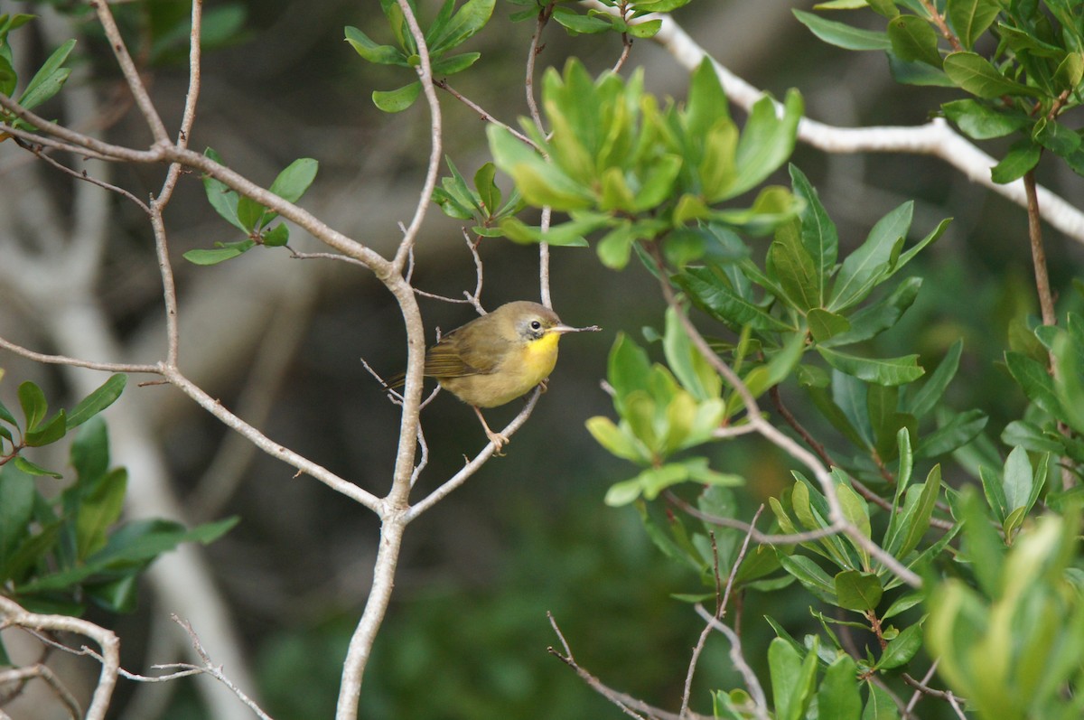 Common Yellowthroat - ML640619283