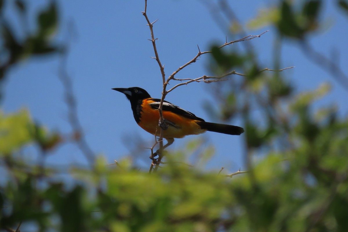 Venezuelan Troupial - ML640619287