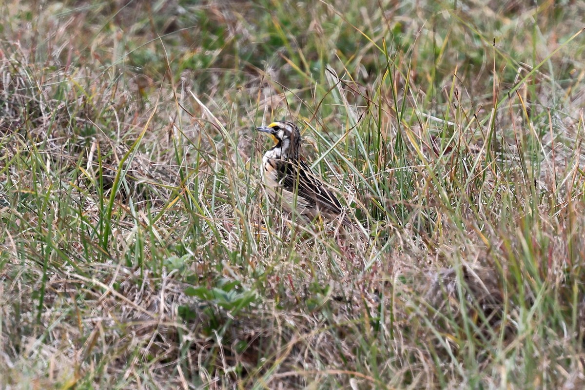 Bisbita Abisinio - ML640619324