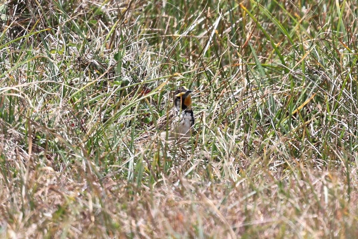 Bisbita Abisinio - ML640619325