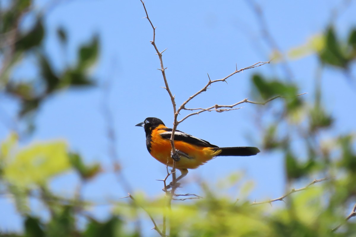 Venezuelan Troupial - ML640619345