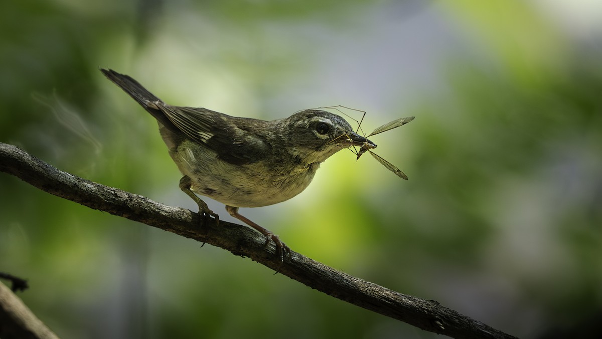 Black-throated Blue Warbler - ML640619402