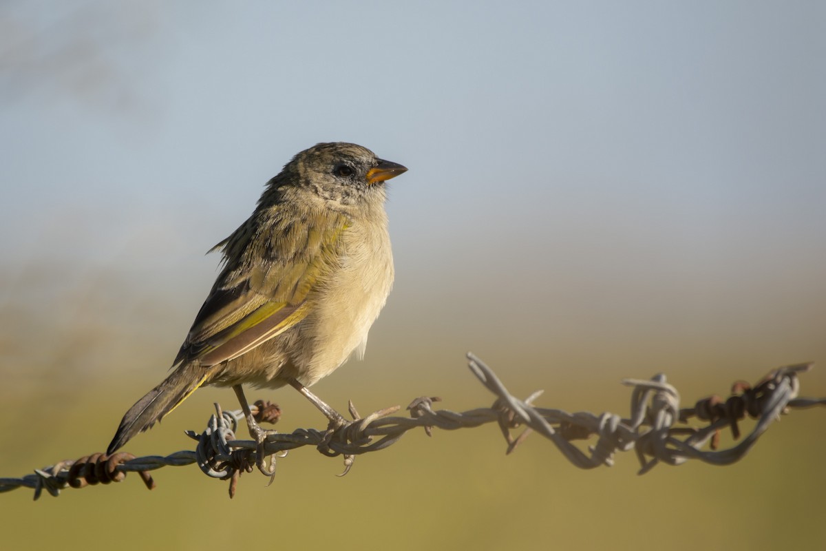 Great Pampa-Finch - ML640619420