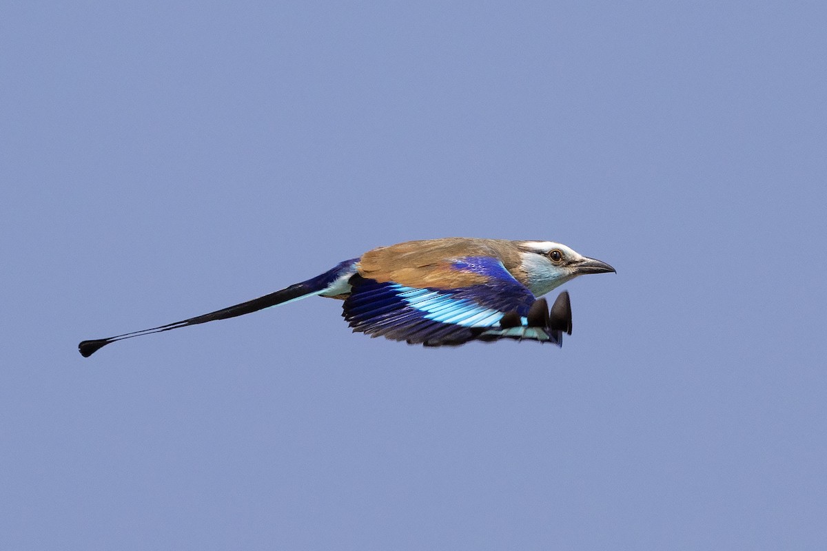Racket-tailed Roller - ML640619504