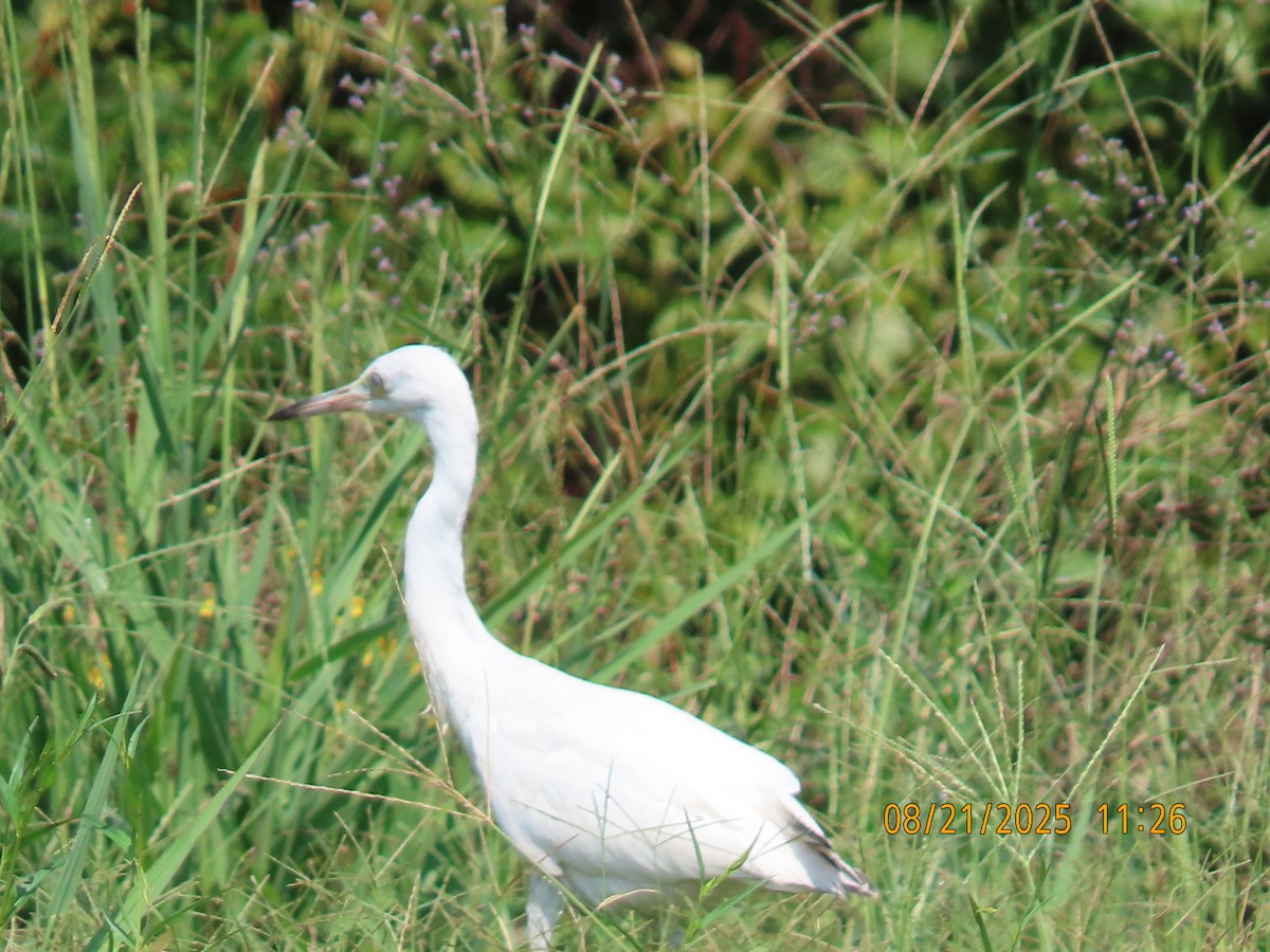 Little Blue Heron - ML640619528