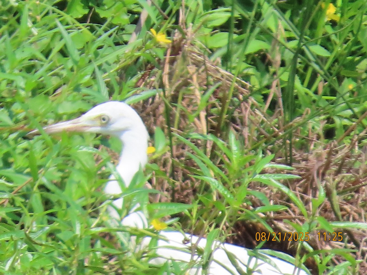 Little Blue Heron - ML640619534