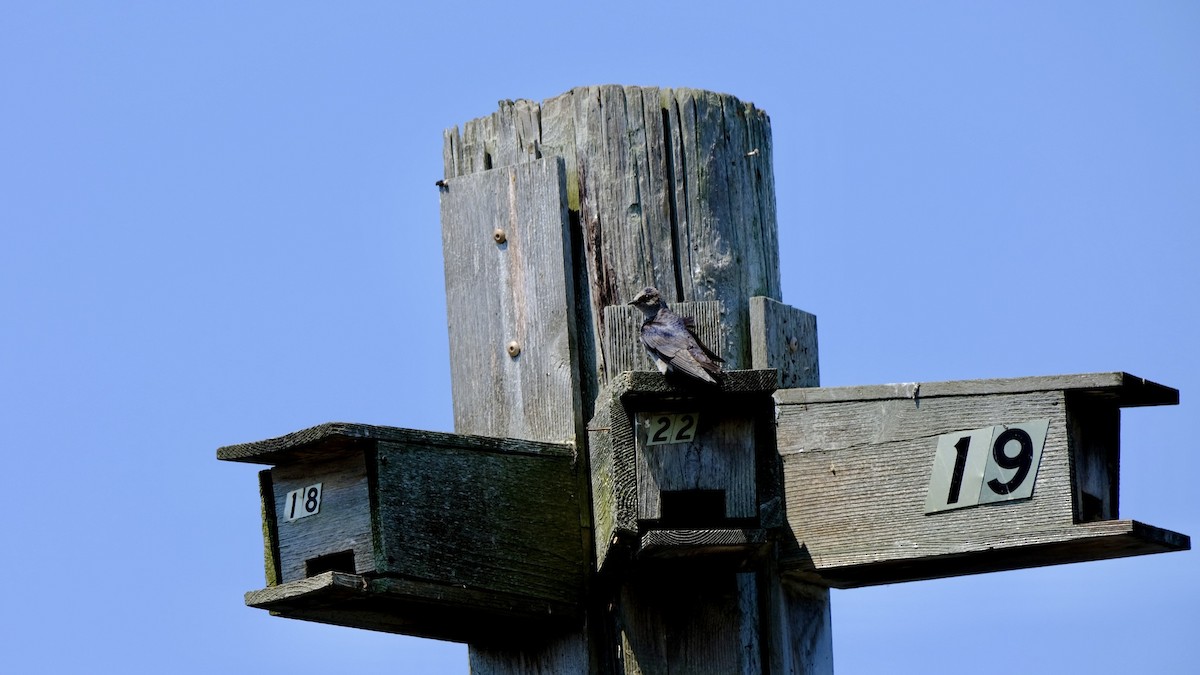 Purple Martin - ML640619546