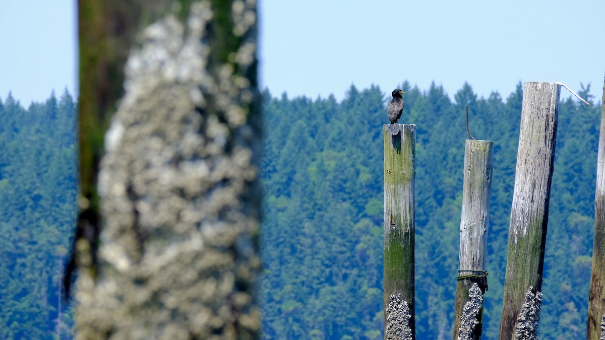 Double-crested Cormorant - ML640619573
