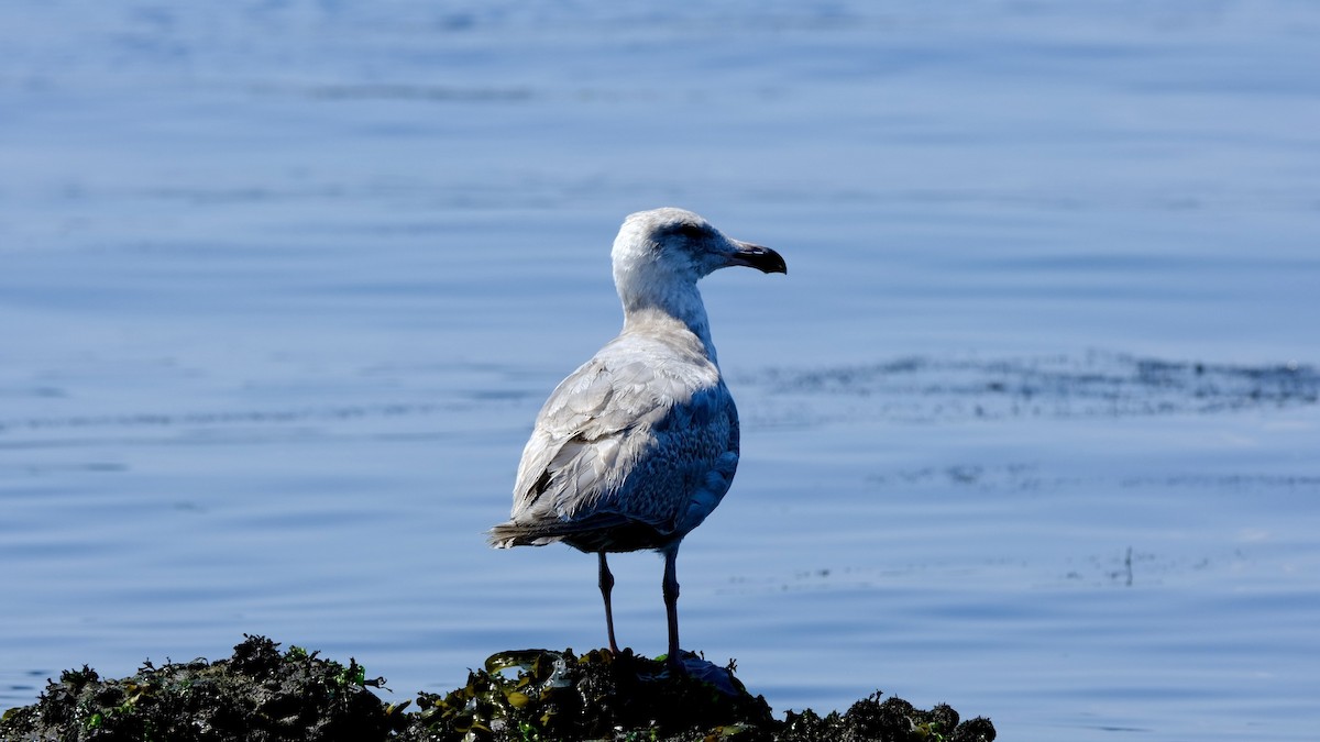 Glaucous-winged Gull - ML640619585